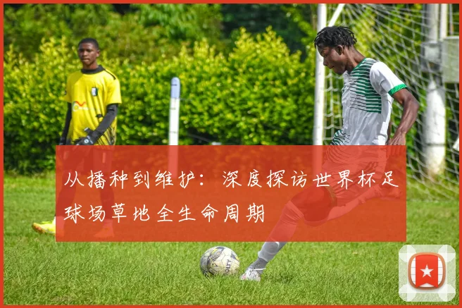 从播种到维护：深度探访世界杯足球场草地全生命周期